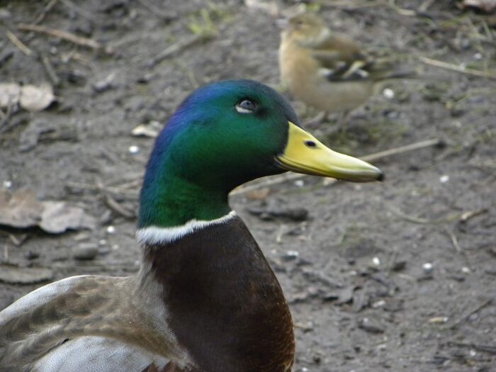 This Cute Little Guy I Met When Feeding The Ducks, He Seemed To Like Having His Picture Taken
