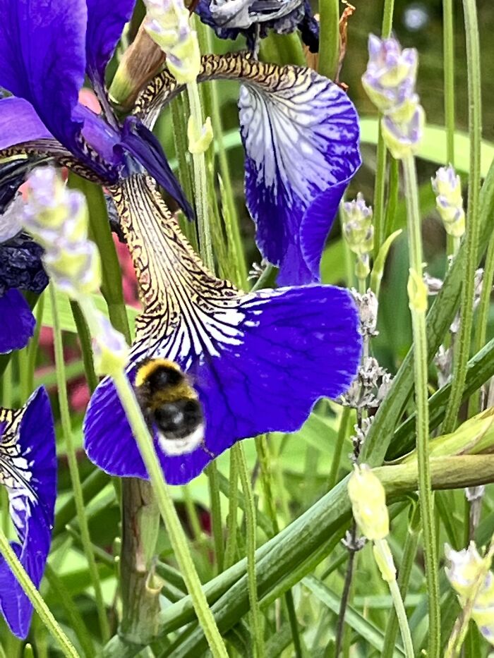 I Spent An Afternoon Photographing Bees In My Garden (7 Pics)