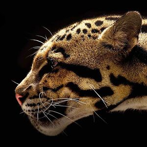 sonja-pettersson02 avatar