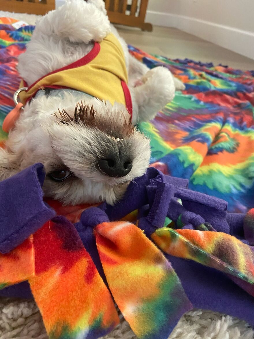 Major Derps From Wicket