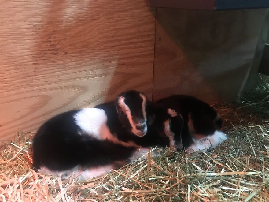 We Had Baby Goats
