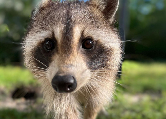 Proud Raccoon Momma Brings Her 4 Kids To Meet The Lady That’d Been Feeding Her Proud Raccoon Momma Brings Her 4 Kids To Meet The Lady That’d Been Feeding Her