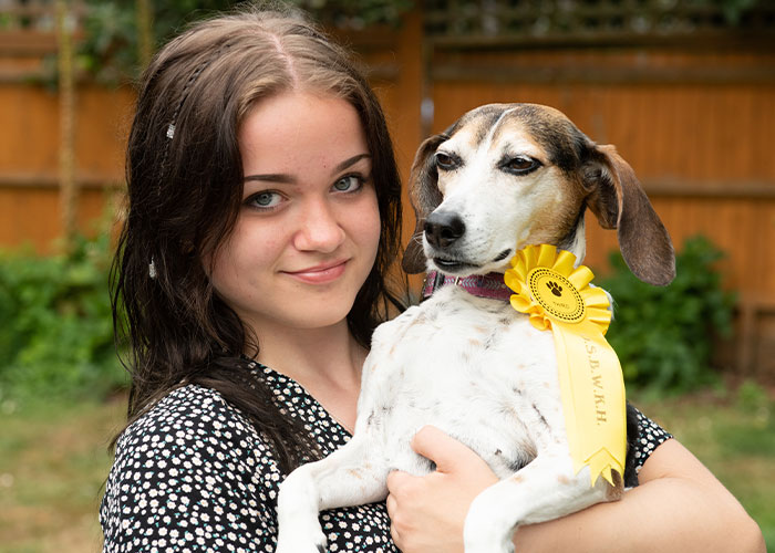 Dog Runs Away From Home And Returns With Dog Show Rosette Dog Runs Away From Home And Returns With Dog Show Rosette