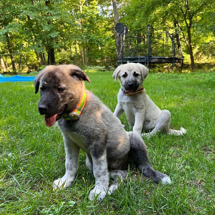 Battled Depression And Ocd For Years, Never Really Felt Fine. Puppers Came In And I’m Finally Going Outside And Exercising Again And Feeling Better! Meet Cyrus And Clementine, From Left To Right.