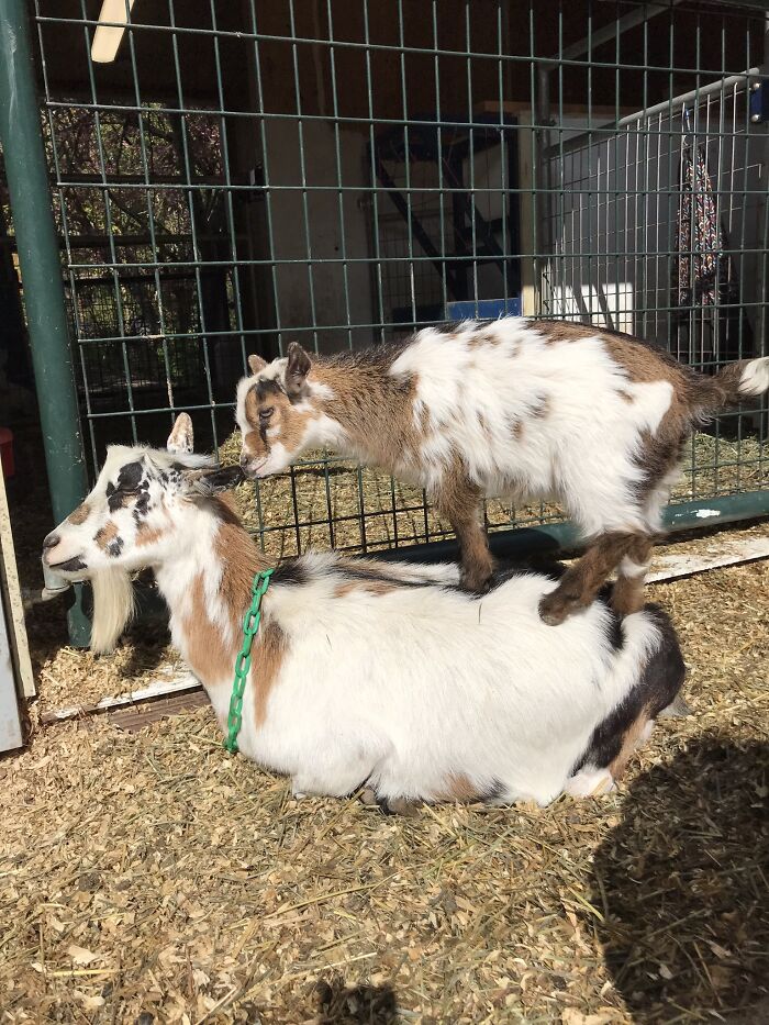 Addy (Mama) And Lucky (Baby) Both Enjoying Summer In Different Ways 😄