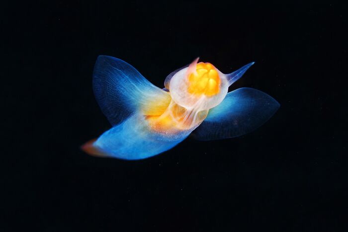 Not Everything Is Terrifying! The Sea Angel Slug Swims In The Deep Using Flaps As Sort Of Wings!