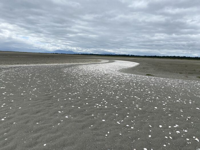 Gustavus, Ak… A Seashell “Path” Left Behind During Low Tide.