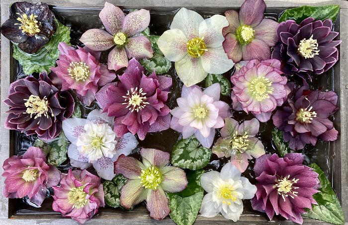 Hellebores Are One Of The First Flowers Of The Year