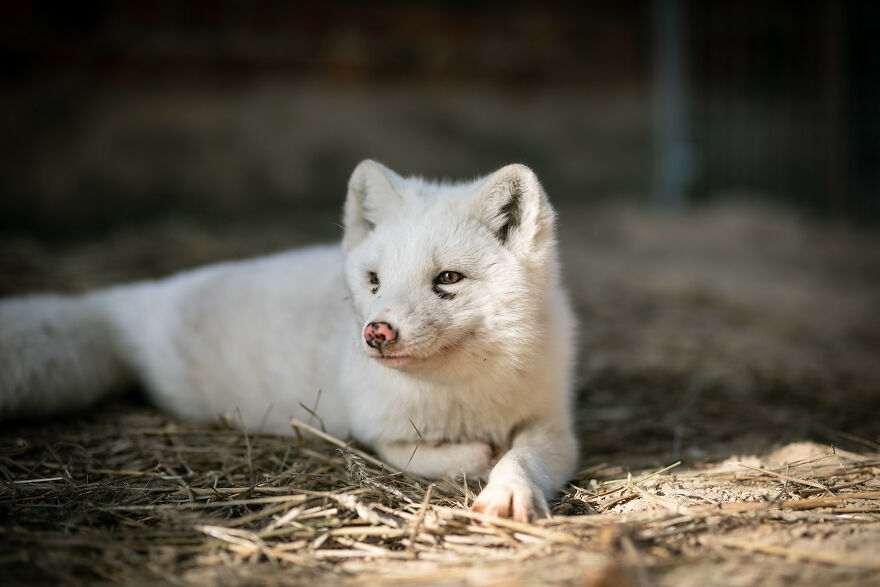 We Are Making An Effort To Stop Fur Farming In The EU, And You Can Do Your Part, Too