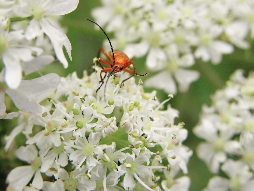 I Photograph Birds And Animals Around The UK, Here Are Some Of My Favourites!