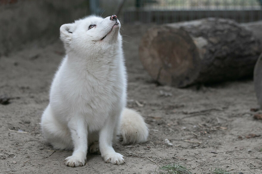 You Can Help End The Suffering Of Millions Of Animals In The European Union By Signing This Petition