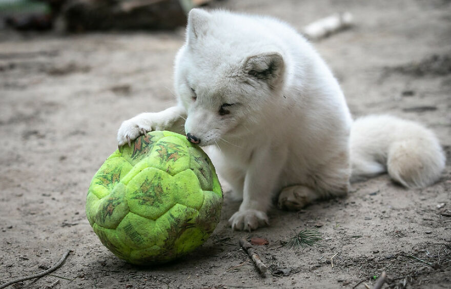 You Can Help End The Suffering Of Millions Of Animals In The European Union By Signing This Petition