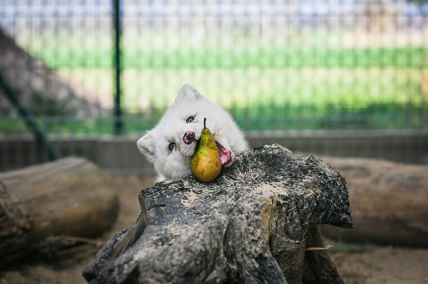 You Can Help End The Suffering Of Millions Of Animals In The European Union By Signing This Petition