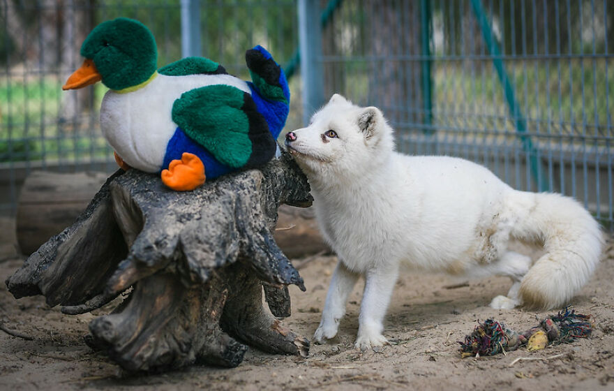 You Can Help End The Suffering Of Millions Of Animals In The European Union By Signing This Petition