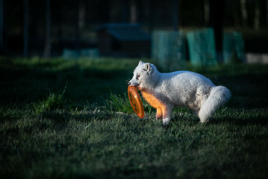 You Can Help End The Suffering Of Millions Of Animals In The European Union By Signing This Petition You Can Help End The Suffering Of Millions Of Animals In The European Union By Signing This Petition