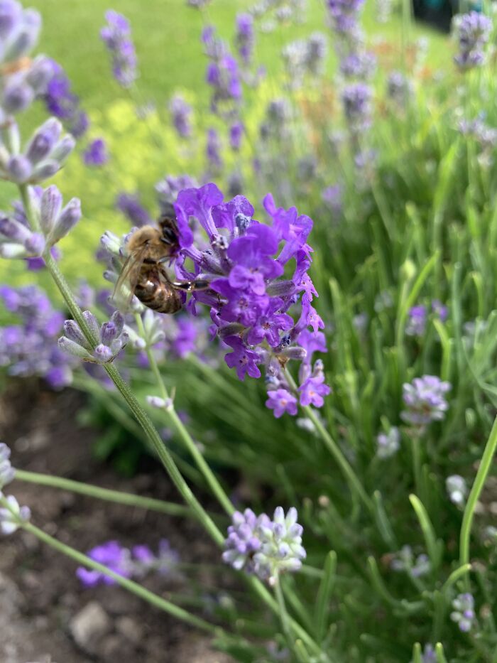 I Spent An Afternoon Photographing Bees In My Garden (7 Pics)