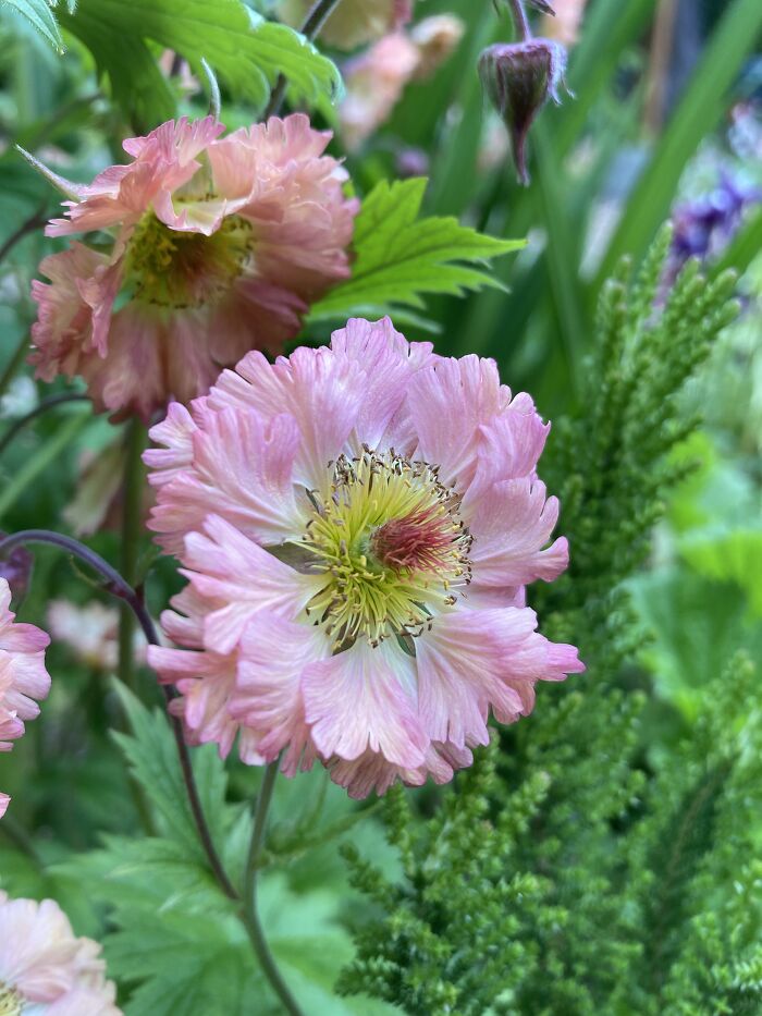 Geum. Part Of The Rose Family
