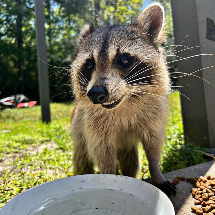 Proud Raccoon Momma Brings Her 4 Kids To Meet The Lady That’d Been Feeding Her Proud Raccoon Momma Brings Her 4 Kids To Meet The Lady That’d Been Feeding Her