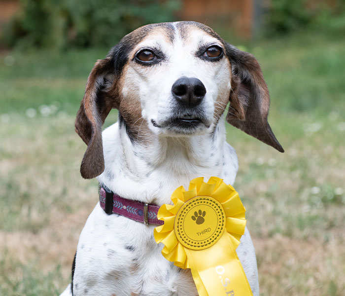 Dog Runs Away From Home And Returns With Dog Show Rosette Dog Runs Away From Home And Returns With Dog Show Rosette