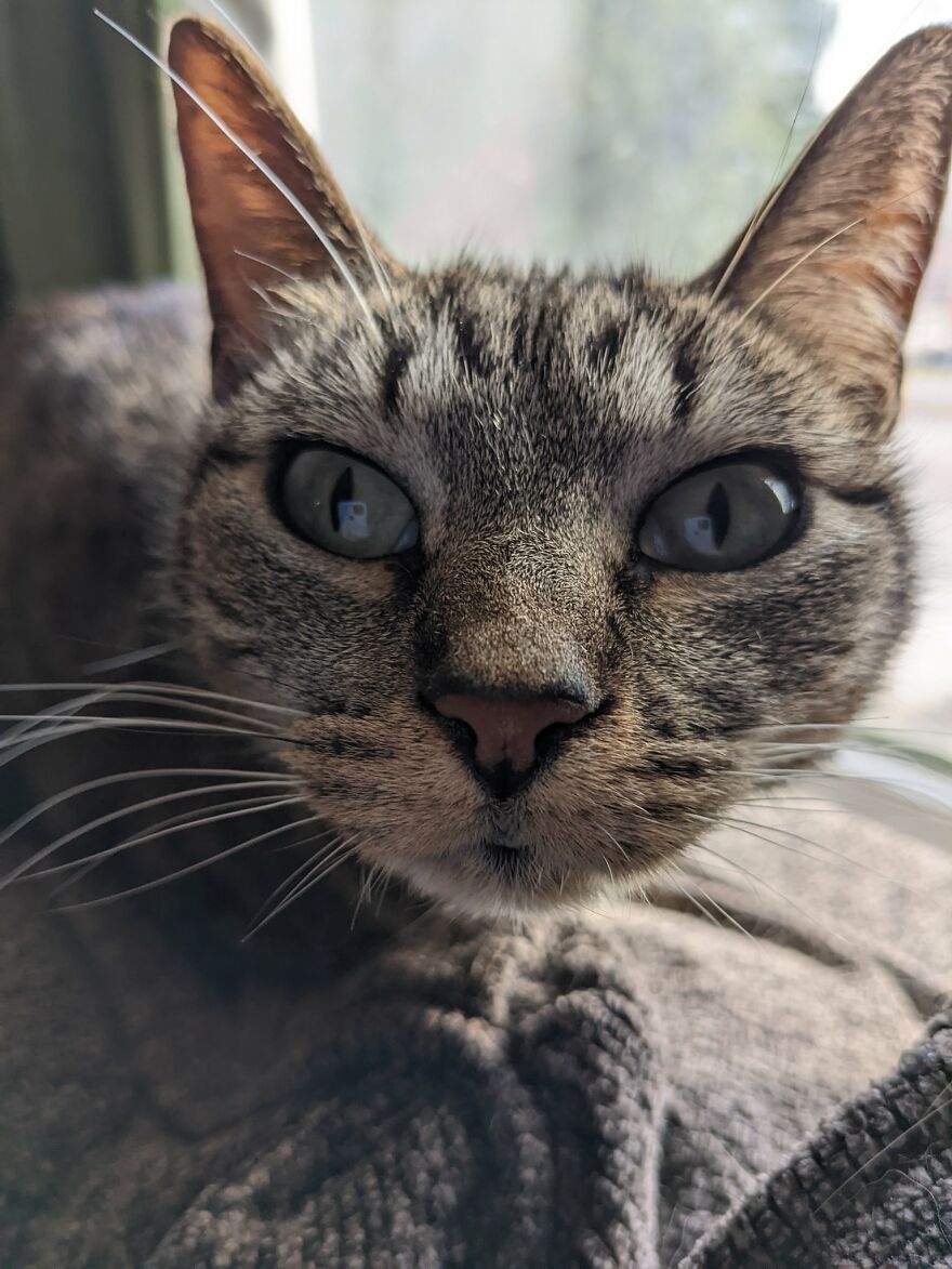 Dad Makes A Cat Bed For His Daughter's Feline From An Old TV, And It Hasn't Gone Unnoticed On The Socials Dad Makes A Cat Bed For His Daughter's Feline From An Old TV, And It Hasn't Gone Unnoticed On The Socials