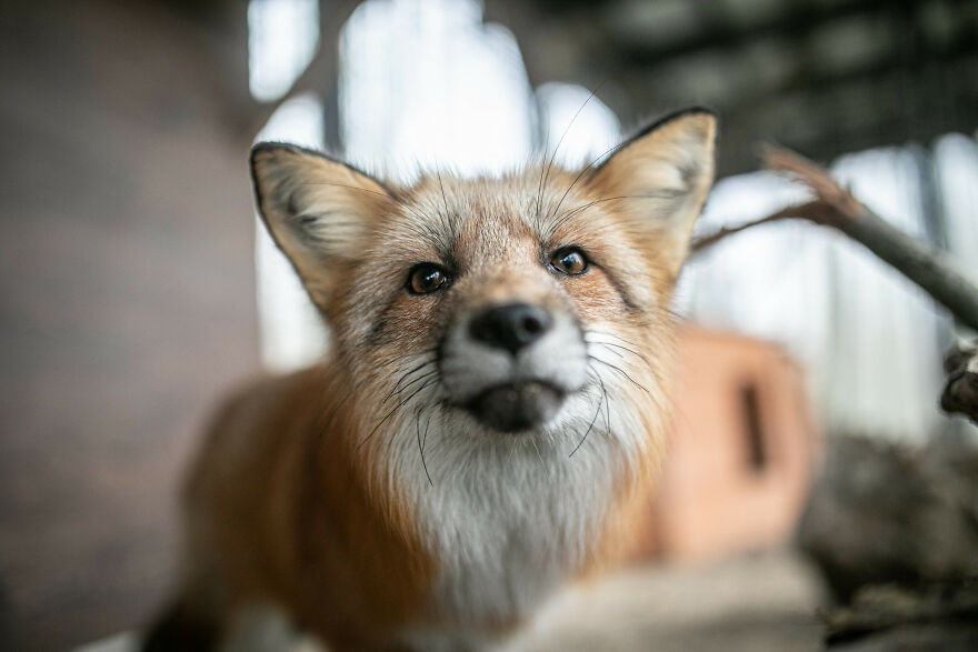 You Can Help End The Suffering Of Millions Of Animals In The European Union By Signing This Petition