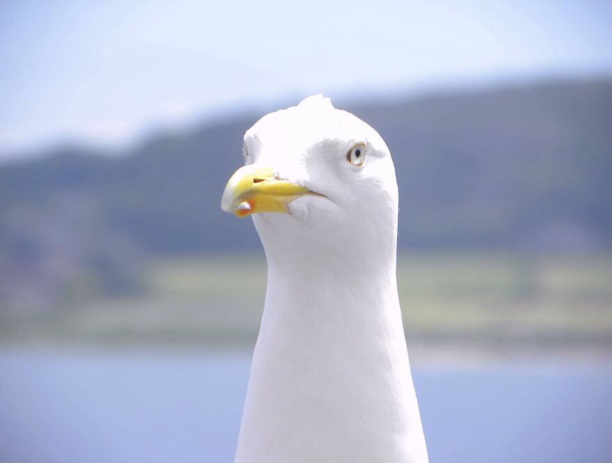 I Photograph Birds And Animals Around The UK, Here Are Some Of My Favourites!