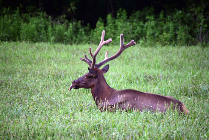 Here's The Summation Of Tourists Taking Pics Of Elk In The Great Smokies.