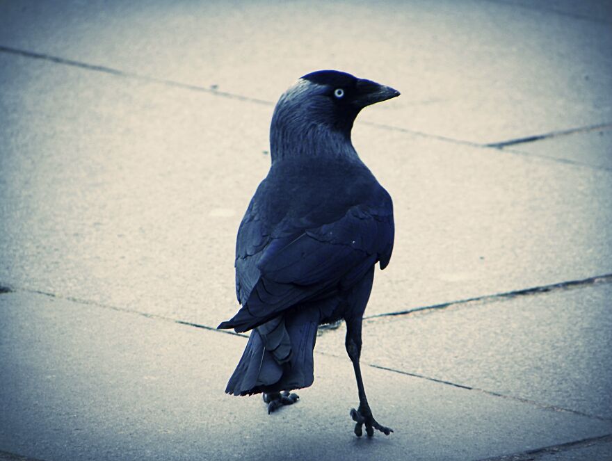 I Photograph Birds And Animals Around The UK, Here Are Some Of My Favourites!