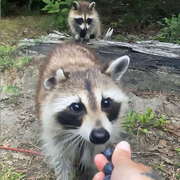 Proud Raccoon Momma Brings Her 4 Kids To Meet The Lady That’d Been Feeding Her Proud Raccoon Momma Brings Her 4 Kids To Meet The Lady That’d Been Feeding Her