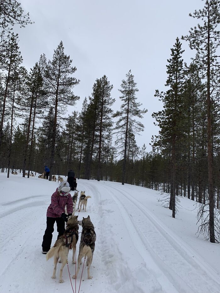Dogsledding In Finland (I’m In The Pink Jacket)