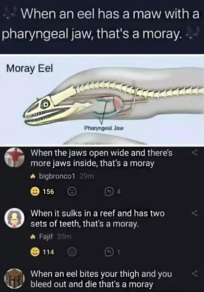 Thanks, I Hate Eels