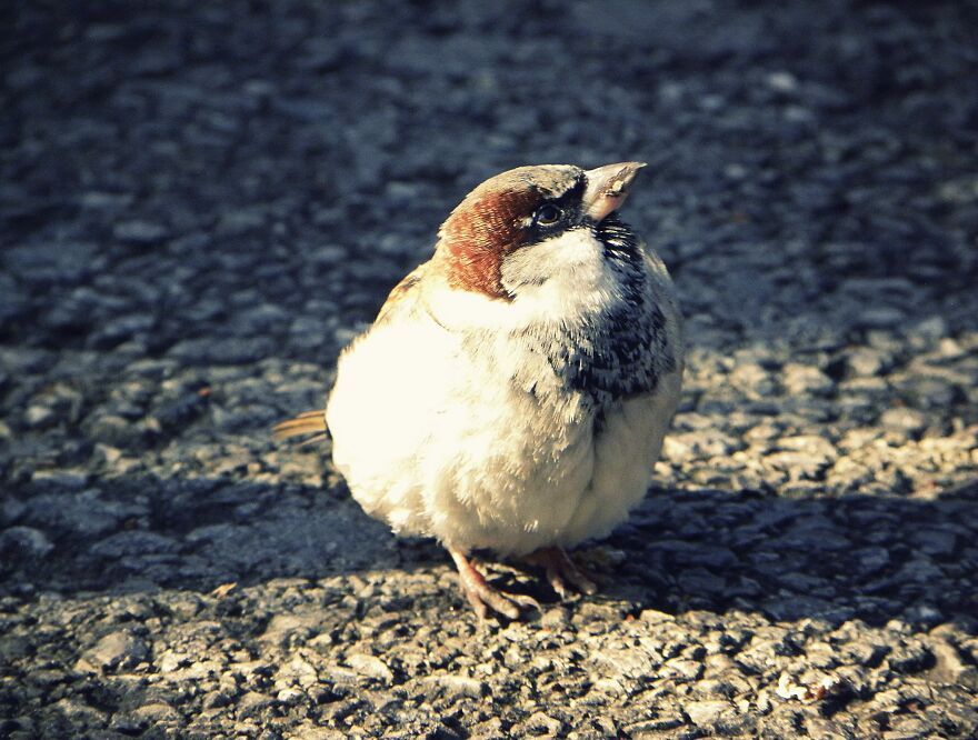 I Photograph Birds And Animals Around The UK, Here Are Some Of My Favourites!