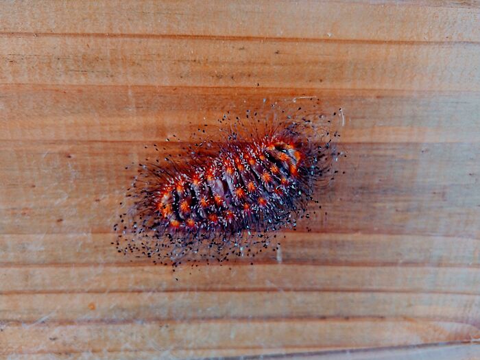 This Weird Caterpillar I Found Outside My House