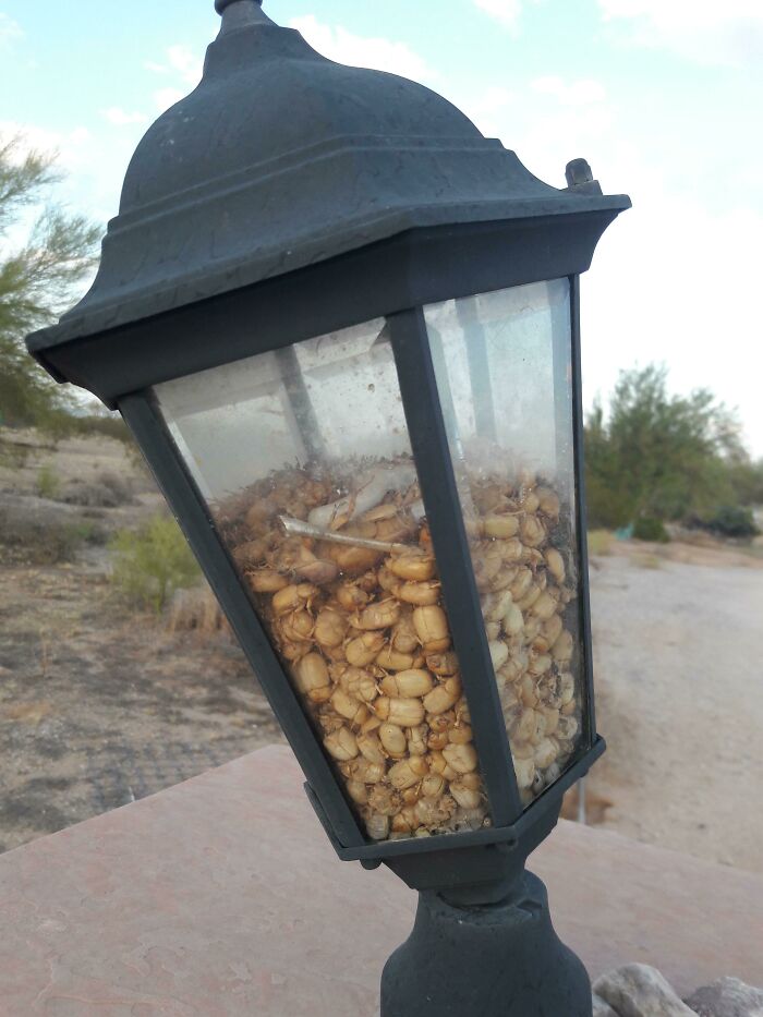 Came Across This Lamp Full Of Bugs While Delivering