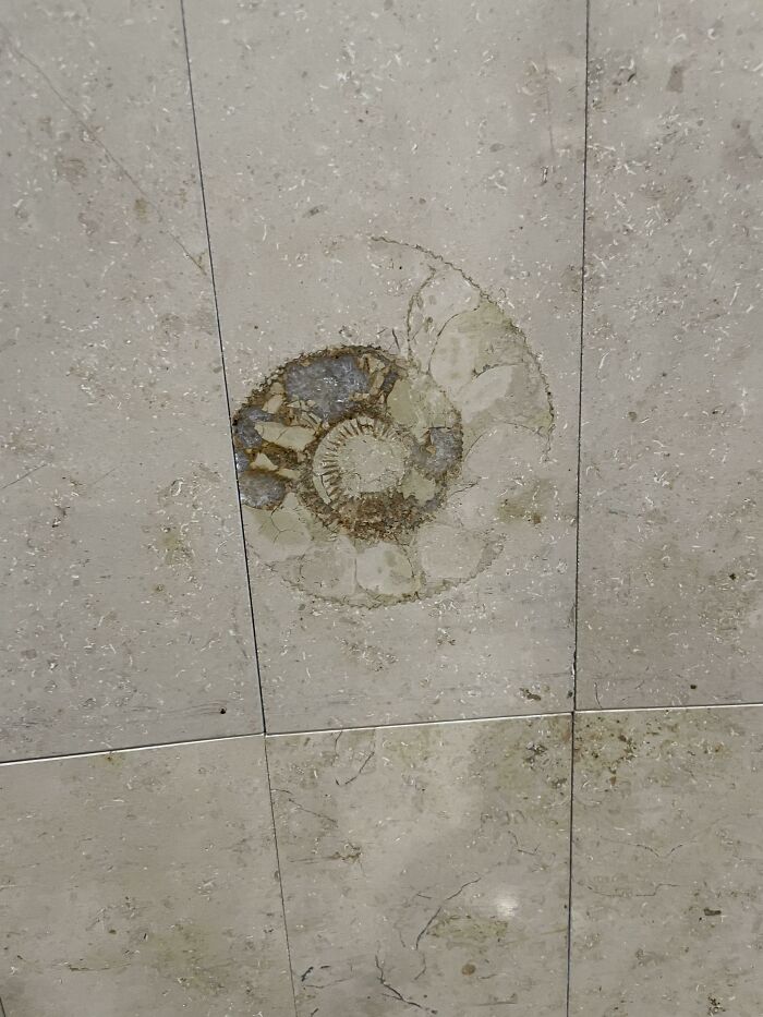 Fossilised Ammonite In Airport Wall Tile