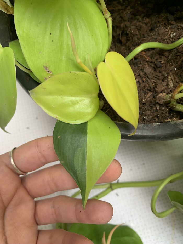 This Perfect Double Colored Leaf On My Plant