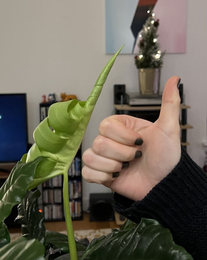 My New Monstera Leaf Looks Like A Thumbs Up