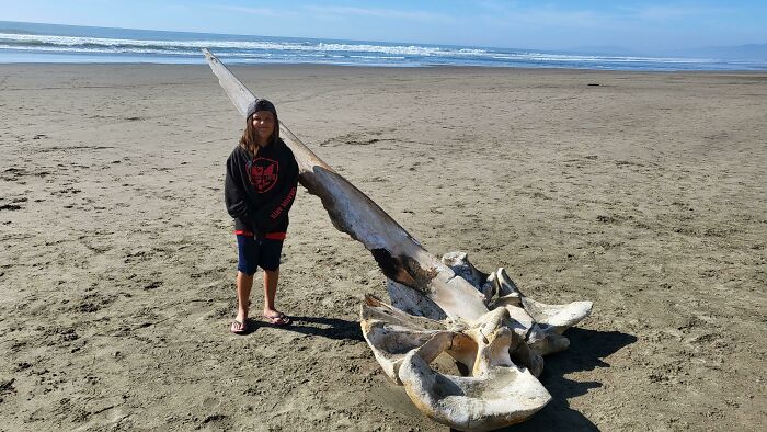My Son And I Walked Past A Washed Up Skull Of A Humpback Whale Today At Ocean Beach In San Francisco
