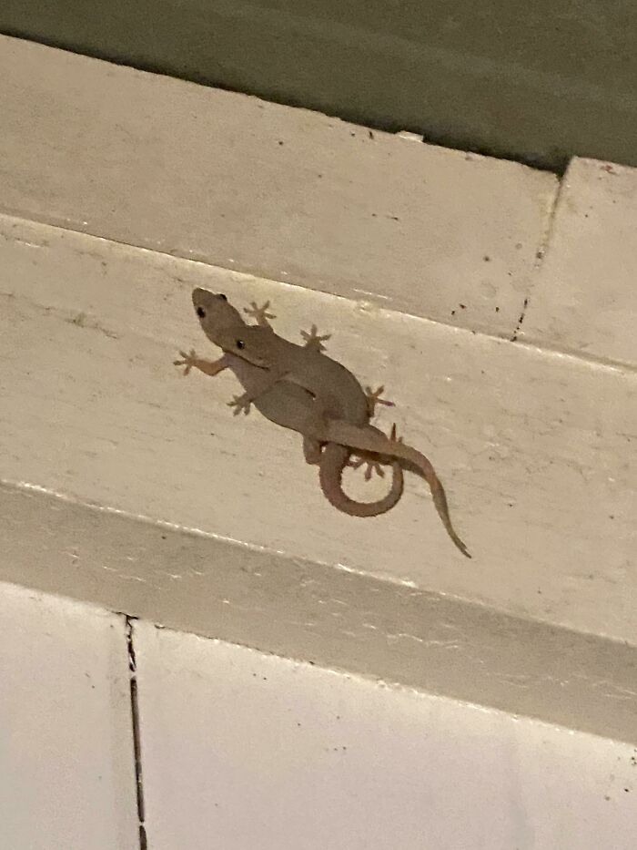 My House Geckos (North Queensland, Australia) Are Wrestling…