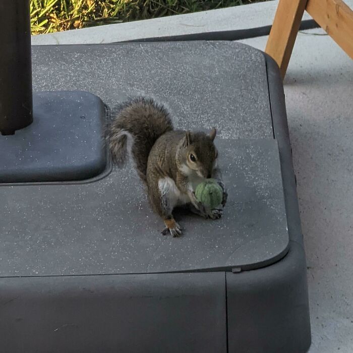 This Little Guy Grabbed An Equally Little Watermelon From My Garden
