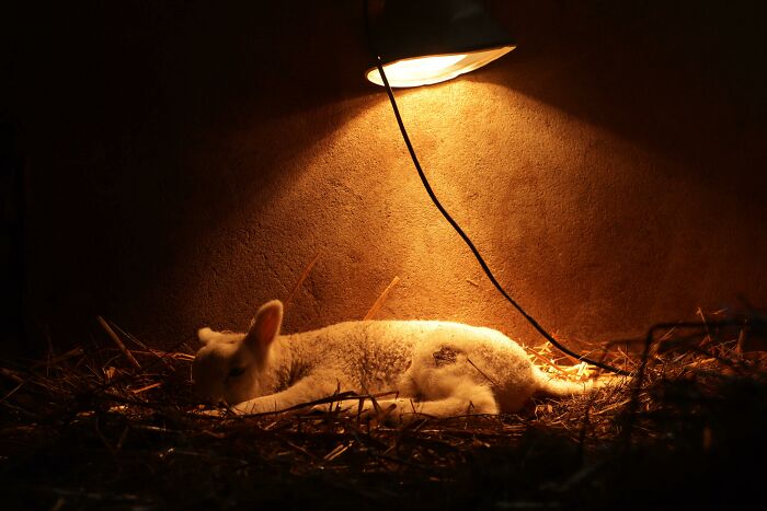This Sick Lamb Resting Under A Heat Lamp
