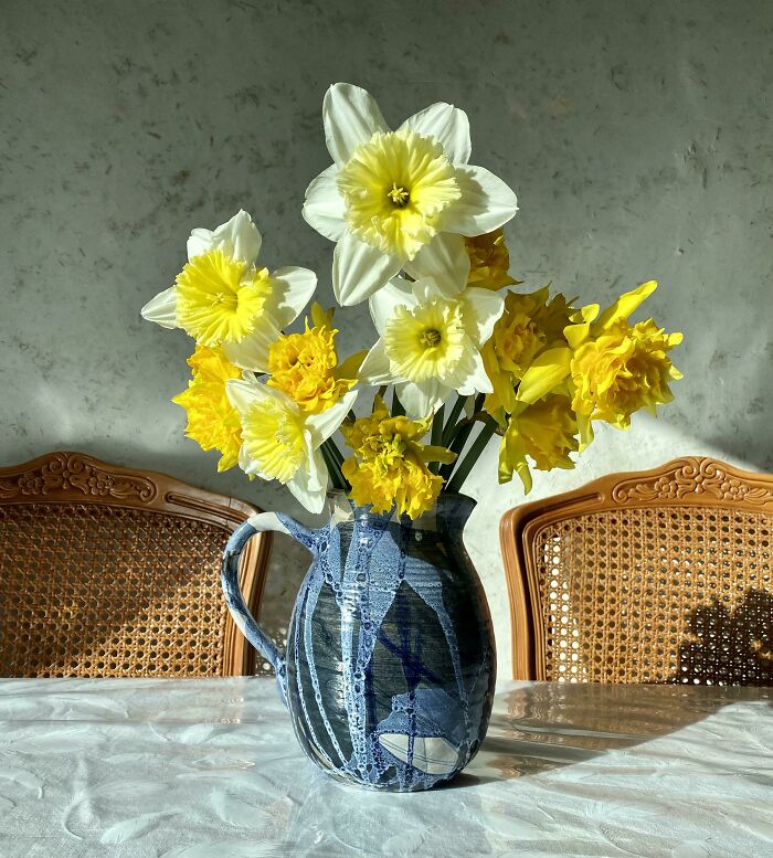 Accidental Daffodils Renaissance