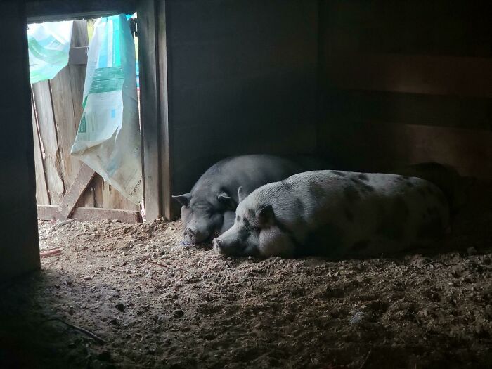 My Pigs On An Early Fall Morning