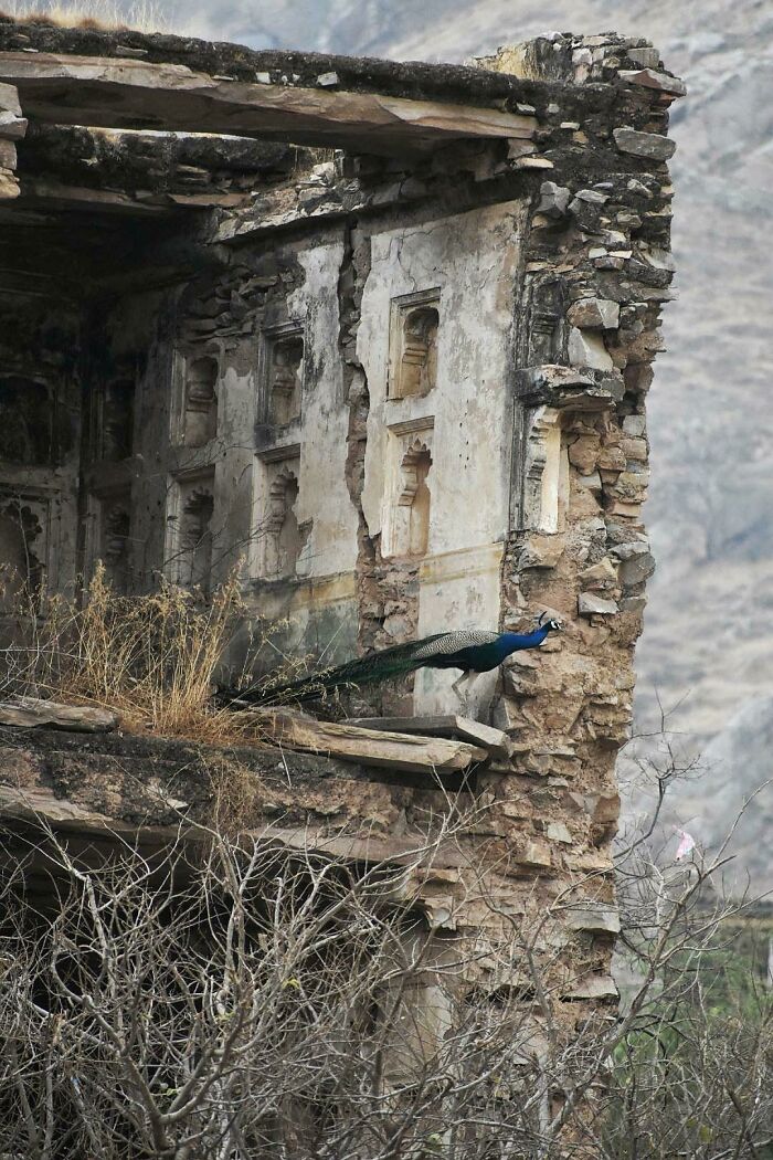 Peacock In The Ruins