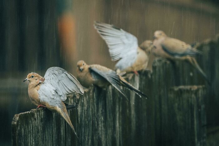 Birds On Fence In The Rain