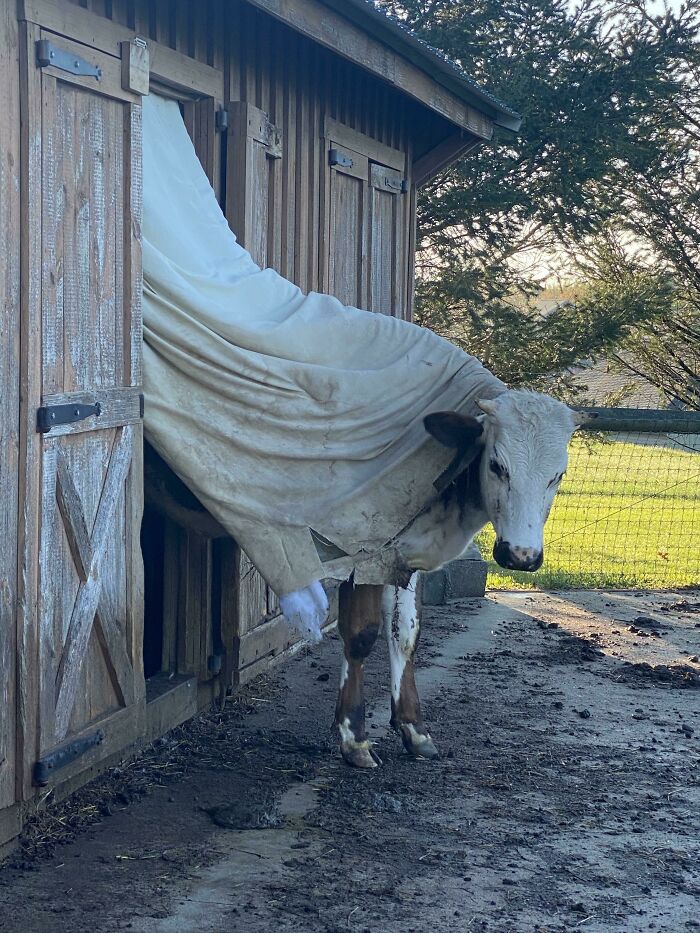 As Seen On A Farm In PA