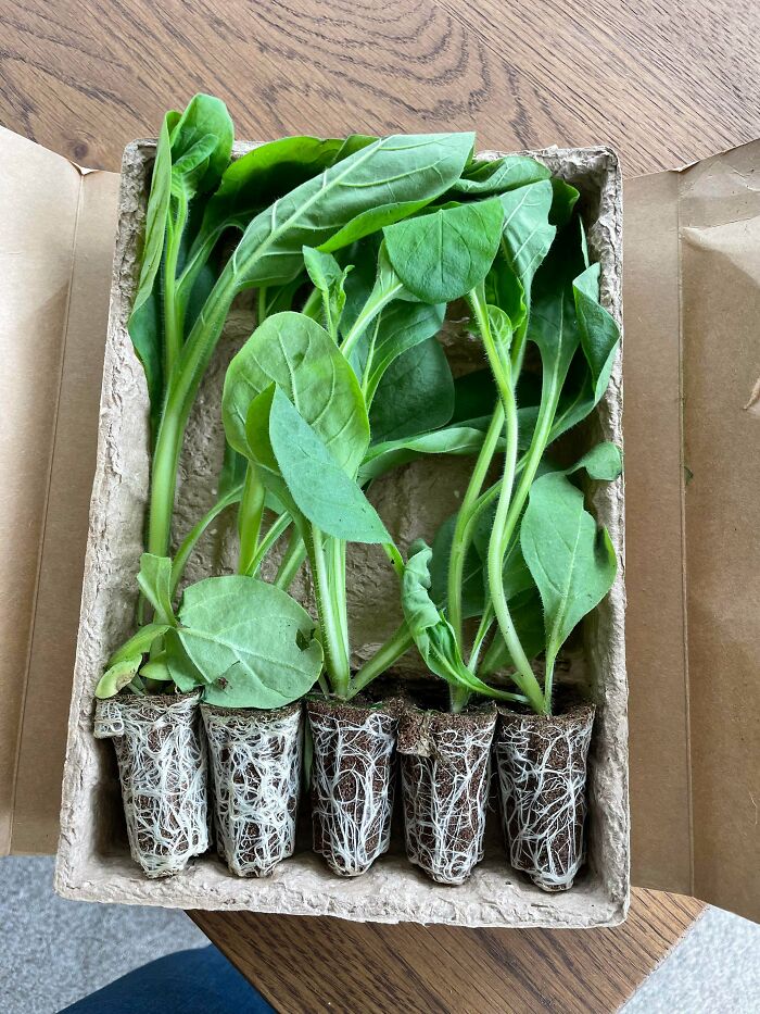 Ordered Some Seedlings From An Online Nursery, And Was Pleasantly Surprised To Find They Arrived Plastic Free