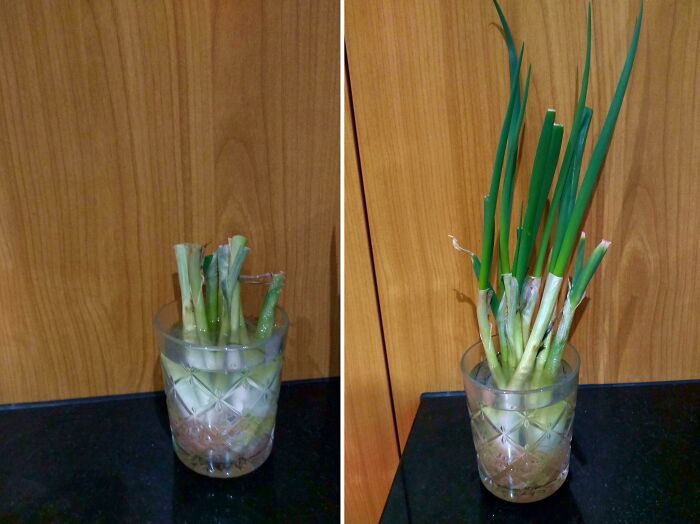 Never Buy Green Onions Again