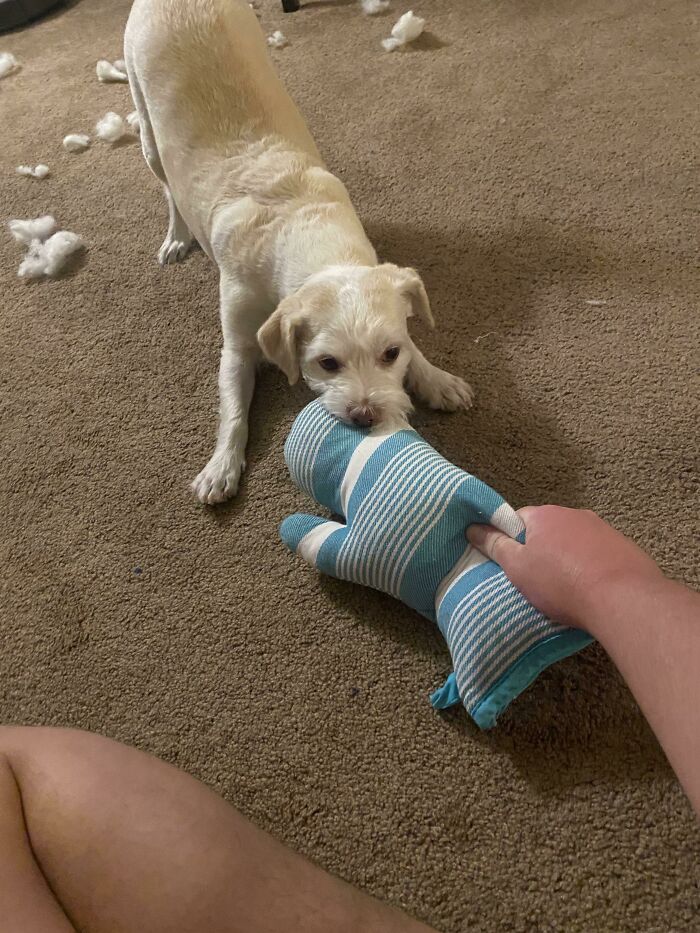 Oven Mitt Started Disintegrating After Being Washed, So I Stuffed It With The Stuffing He Tore Out Of His Other Toys And Sewed It Closed With Upholstery Thread