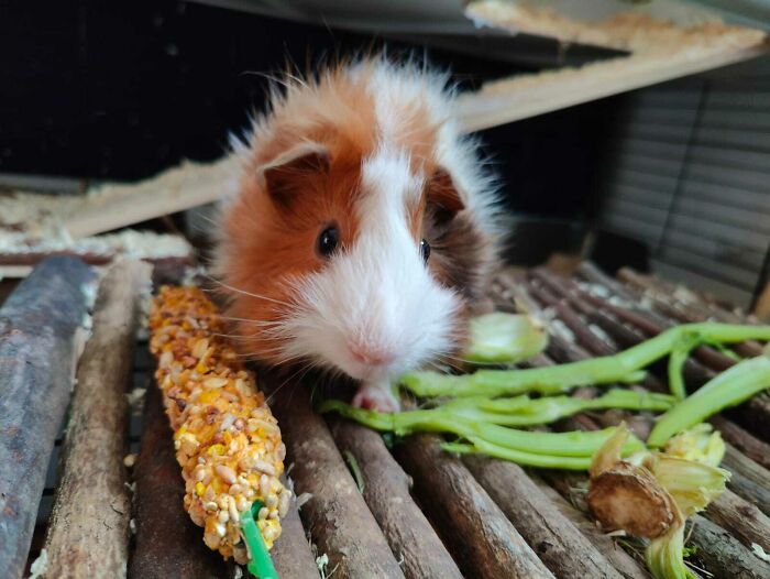 My Zero Waste Specialist. Hardly Any Vegetable Scraps In This Family Go In The Bin Anymore! And No He's Not Alone His Partner Is Just Shy Of Cameras 